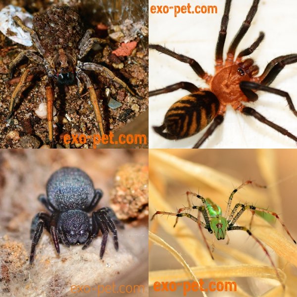 Spinnen und Skorpione kaufen und verkaufen Foto: ---------------------------- exo-pet.de ----------------------------Der Online