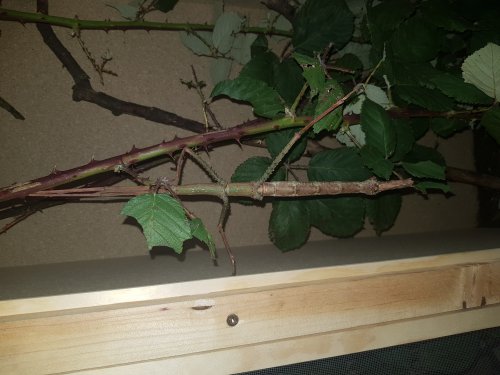Insekten kaufen und verkaufen Foto: Ich kann Eier der Riesenstabschrecke tirachoidea cantori Insekten kaufen und verkaufen Foto: Ich kann Eier der Riesenstabschrecke tirachoidea cantori