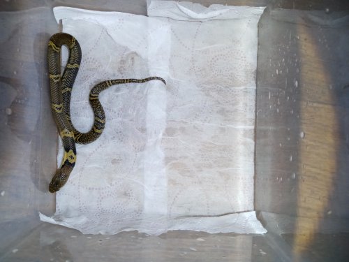 Schlangen kaufen und verkaufen Foto: CB 7/2020 Naja atra, DWARF "Taiwan" - Schlangen kaufen und verkaufen Foto: CB 7/2020 Naja atra, DWARF "Taiwan" -