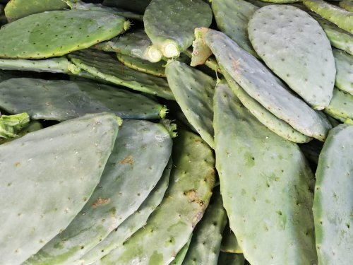 Opuntia Ficus Indica Or Prickly Pear Is A Syracuse