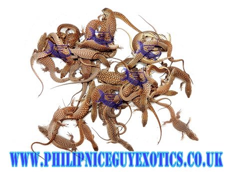 Echsen kaufen und verkaufen Foto: Available now:0.0.20 CBUK Varanus acanthurus0.0.1 CBUK Varanus Echsen kaufen und verkaufen Foto: Available now:0.0.20 CBUK Varanus acanthurus0.0.1 CBUK Varanus