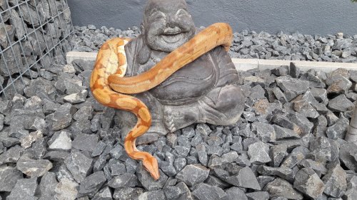Schlangen kaufen und verkaufen Foto: Boa constrictor imperator.Biete Panama Super Hypoboa Jeff