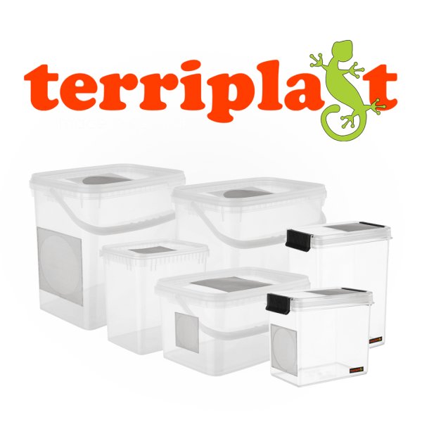 Echsen kaufen und verkaufen Foto: AufzuchtdosenPhelsuma , Sphaerodactylus, Gonatodes , Gecko www.terriplast. Echsen kaufen und verkaufen Foto: AufzuchtdosenPhelsuma , Sphaerodactylus, Gonatodes , Gecko www.terriplast.