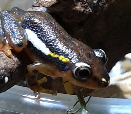 Amphibien kaufen und verkaufen Foto: Hyperolius mitchelli NZ 2020 abzugeben Amphibien kaufen und verkaufen Foto: Hyperolius mitchelli NZ 2020 abzugeben