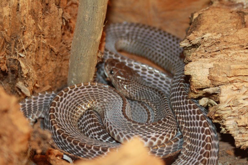 Schlangen kaufen und verkaufen Foto: Gebe ab:1 Paar Dasypeltis gansii das Paar Schlangen kaufen und verkaufen Foto: Gebe ab:1 Paar Dasypeltis gansii das Paar