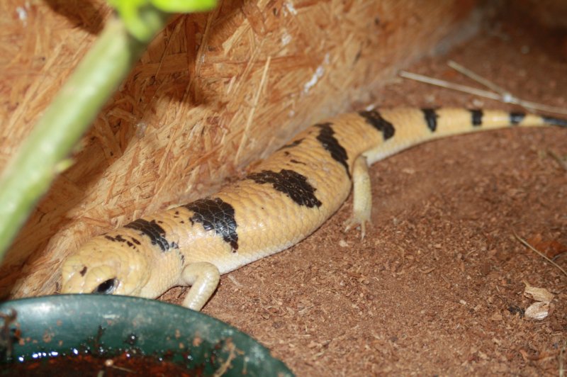 Echsen kaufen und verkaufen Foto: Gebe ab:Scincopus fasciataLepidothyris fernandiHemitheconyx caudicintus Echsen kaufen und verkaufen Foto: Gebe ab:Scincopus fasciataLepidothyris fernandiHemitheconyx caudicintus