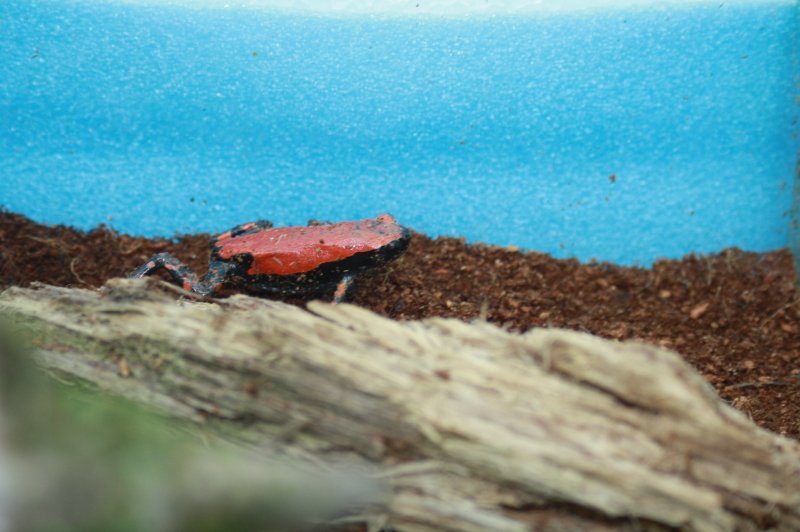Amphibien kaufen und verkaufen Foto: Gebe ab:Phrynomantis bifasciatusred and black walking frogswhats