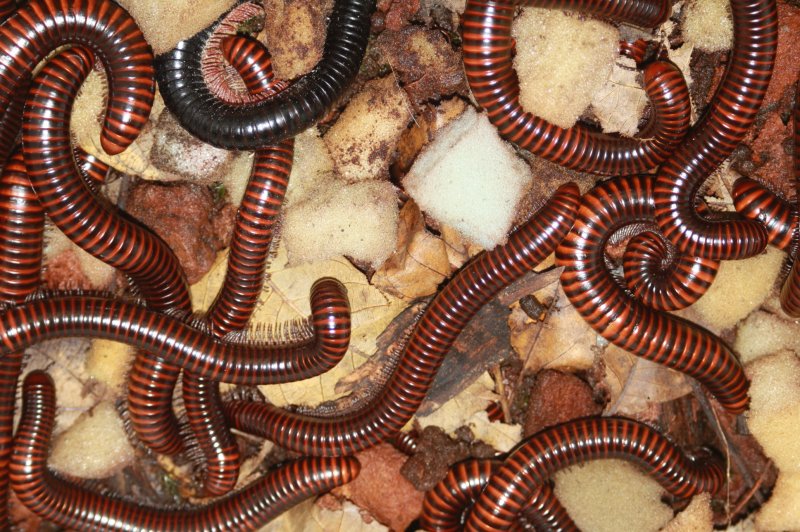 Myriapoda kaufen und verkaufen Foto: Gebe ab.versch.Arten Tausendfuesser und Bandfuesslerwhats app:00420-722687 Myriapoda kaufen und verkaufen Foto: Gebe ab.versch.Arten Tausendfuesser und Bandfuesslerwhats app:00420-722687
