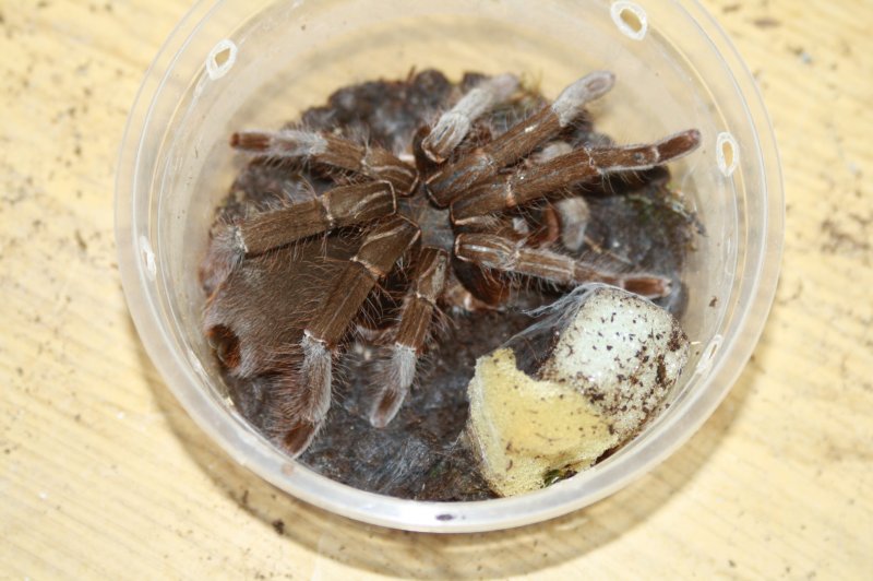 Spinnen und Skorpione kaufen und verkaufen Foto: Gebe ab:KaiserscorpioneHysterocrates species nigeriaHeteroscodra maculata