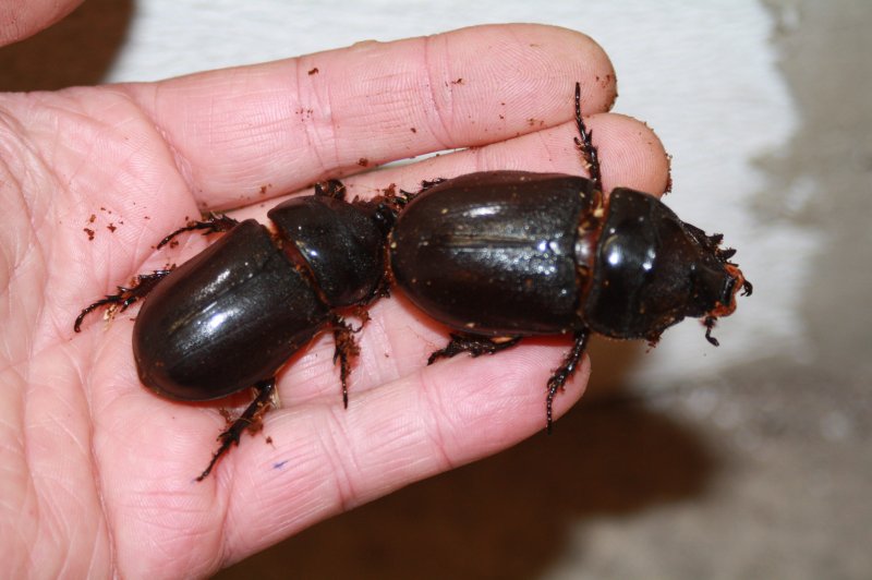 Insekten kaufen und verkaufen Foto: Gebe ab:Zonocerus elegansGoliath KaeferNashornkaeferEudicella spec.Niger Insekten kaufen und verkaufen Foto: Gebe ab:Zonocerus elegansGoliath KaeferNashornkaeferEudicella spec.Niger