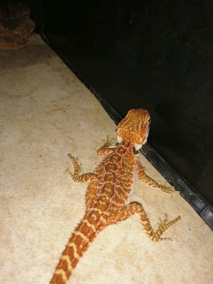 Echsen kaufen und verkaufen Foto: Bearded Dragon Lizards Available! I have male Echsen kaufen und verkaufen Foto: Bearded Dragon Lizards Available! I have male