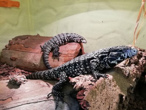Echsen kaufen und verkaufen Foto: Wir bieten hier unsere beiden Schwarz Weiß Echsen kaufen und verkaufen Foto: Wir bieten hier unsere beiden Schwarz Weiß