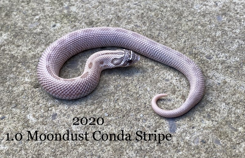Schlangen kaufen und verkaufen Foto: 2020-1.0 Normal 66% Het Lavender - £75-0.1 Schlangen kaufen und verkaufen Foto: 2020-1.0 Normal 66% Het Lavender - £75-0.1