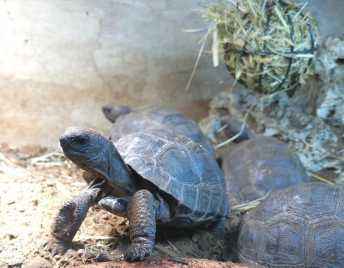 Schildkröten  kaufen und verkaufen Foto: Aldabrachelys giganteaSeychellen-RiesenschildkrötenSchlupf 2018, ca. 2 Jah