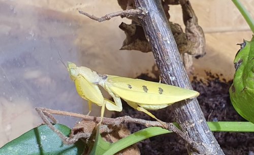 Insekten kaufen und verkaufen Foto: Biete:Helvia cardinalis Larven in L2 an.Die kleinen Insekten kaufen und verkaufen Foto: Biete:Helvia cardinalis Larven in L2 an.Die kleinen