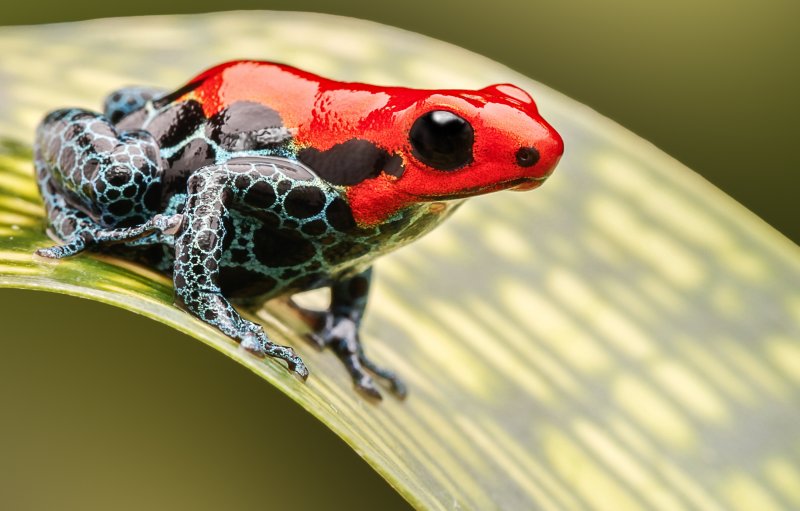 Schlangen kaufen und verkaufen Foto: Terra-Tropic Zoo – Ihr Zoofachgeschäft - Terra-Tropic Zoo