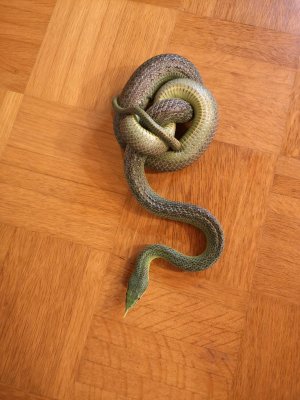 Schlangen kaufen und verkaufen Foto: 1.1 Gonyosoma boulengeri DNZ 2015 450€ basis Schlangen kaufen und verkaufen Foto: 1.1 Gonyosoma boulengeri DNZ 2015 450€ basis