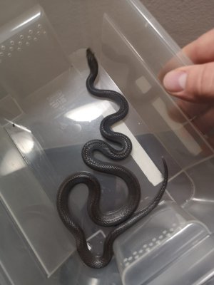 Schlangen kaufen und verkaufen Foto: 1.1 Boaedon olivaceus black Kenia DNZ 2017 Schlangen kaufen und verkaufen Foto: 1.1 Boaedon olivaceus black Kenia DNZ 2017