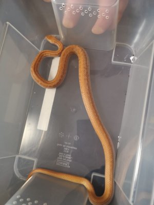Schlangen kaufen und verkaufen Foto: 1.1 Boaedon fuliginosus albino NZ 2017 150€ Schlangen kaufen und verkaufen Foto: 1.1 Boaedon fuliginosus albino NZ 2017 150€