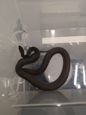 Schlangen kaufen und verkaufen Foto: 1.1 Boaedon fuliginosus black ( NZ aus