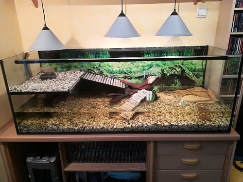Schildkröten kaufen und verkaufen Foto: Hallo, ich habe 4 Chinese Dreikielschildkröten (Mauremys Schildkröten kaufen und verkaufen Foto: Hallo, ich habe 4 Chinese Dreikielschildkröten (Mauremys