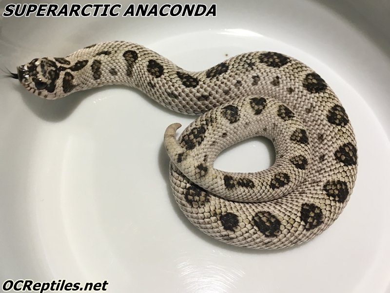 Schlangen kaufen und verkaufen Foto: *******HETERODON NASICUS CB2020********Axantic Superconda 50% Mercury.....2.3 Schlangen kaufen und verkaufen Foto: *******HETERODON NASICUS CB2020********Axantic Superconda 50% Mercury.....2.3