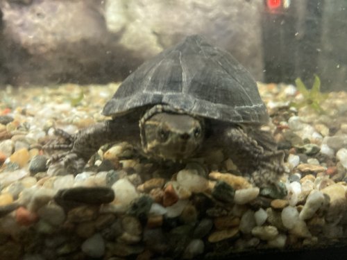 Schildkröten kaufen und verkaufen in den terraristik.com Kleinanzeigen Foto: Biete 2 chinesische Dreikielschildkröten zu Schildkröten kaufen und verkaufen in den terraristik.com Kleinanzeigen Foto: Biete 2 chinesische Dreikielschildkröten zu