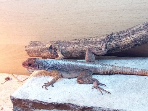 Echsen kaufen und verkaufen Foto: Acanthosaura lepidogaster 1.1Acanthosaura capra 1.1Homopholis whalburgii 1.0 Echsen kaufen und verkaufen Foto: Acanthosaura lepidogaster 1.1Acanthosaura capra 1.1Homopholis whalburgii 1.0