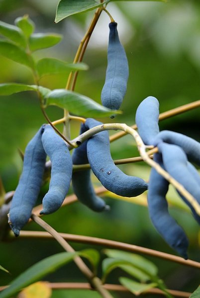 Sonstiges kaufen und verkaufen Foto: Blauschotenbaum Decaisnea fargesii (Saatgut)Der Blaugurkenbaum, auch Blausch