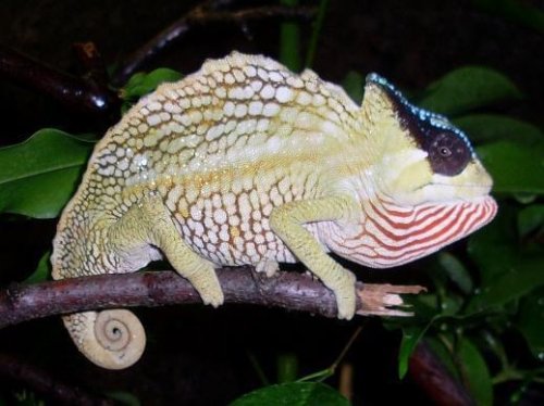 Echsen kaufen und verkaufen Foto: 3.3 Trioceros cristatus adult, ready to breed Echsen kaufen und verkaufen Foto: 3.3 Trioceros cristatus adult, ready to breed