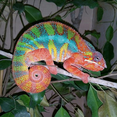 Chamäleons kaufen und verkaufen Foto: Gebe ab  Pantherchamaeleon  Furcifer pardalis