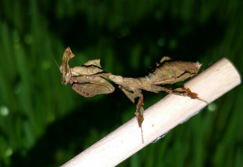 Insekten kaufen und verkaufen Foto: Habe abzugeben. Phyllocrania paradoxa L3 bis Insekten kaufen und verkaufen Foto: Habe abzugeben. Phyllocrania paradoxa L3 bis