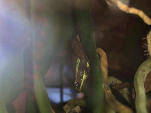 Amphibien kaufen und verkaufen Foto: 1.2 Epipedobates AnthonyEin junges (weniger als 1 Amphibien kaufen und verkaufen Foto: 1.2 Epipedobates AnthonyEin junges (weniger als 1