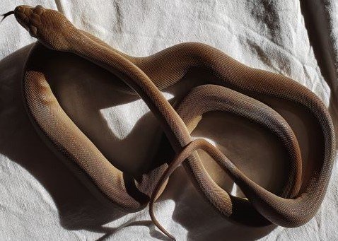 Snakes kaufen und verkaufen Photo: Ich biete folgende Tiere an:1.1 Liasis olivaceus