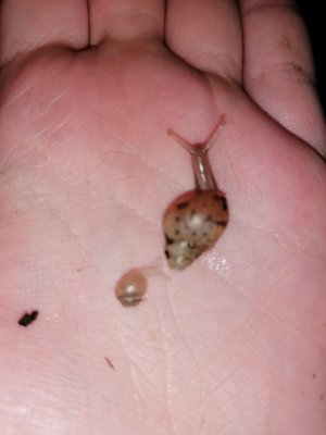 Schnecken und Muscheln kaufen und verkaufen Foto: Meine Afrikanische Riesenschnecken haben Babys bekommen die Schnecken und Muscheln kaufen und verkaufen Foto: Meine Afrikanische Riesenschnecken haben Babys bekommen die