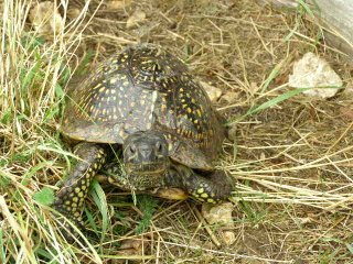 Schildkröten kaufen und verkaufen in den terraristik.com Kleinanzeigen Foto: Cherche femelle terrapene très colorée adulte Schildkröten kaufen und verkaufen in den terraristik.com Kleinanzeigen Foto: Cherche femelle terrapene très colorée adulte
