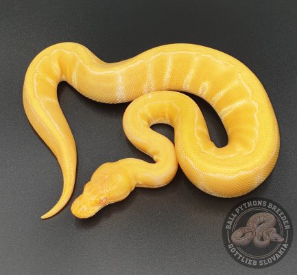 Schlangen kaufen und verkaufen Foto: 9/20200.2 Albino Pinstripe 50%het Vpi Axanthic 170e0.1 Schlangen kaufen und verkaufen Foto: 9/20200.2 Albino Pinstripe 50%het Vpi Axanthic 170e0.1