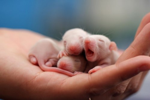 Futtertiere kaufen und verkaufen Foto: Baby Rat for sellI have quantities