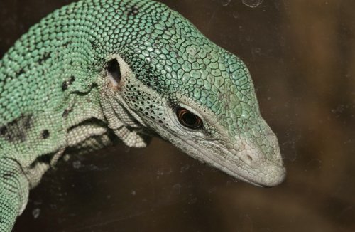 Echsen kaufen und verkaufen Foto: Looking for cb Varanus prasinus. Preferably animals Echsen kaufen und verkaufen Foto: Looking for cb Varanus prasinus. Preferably animals