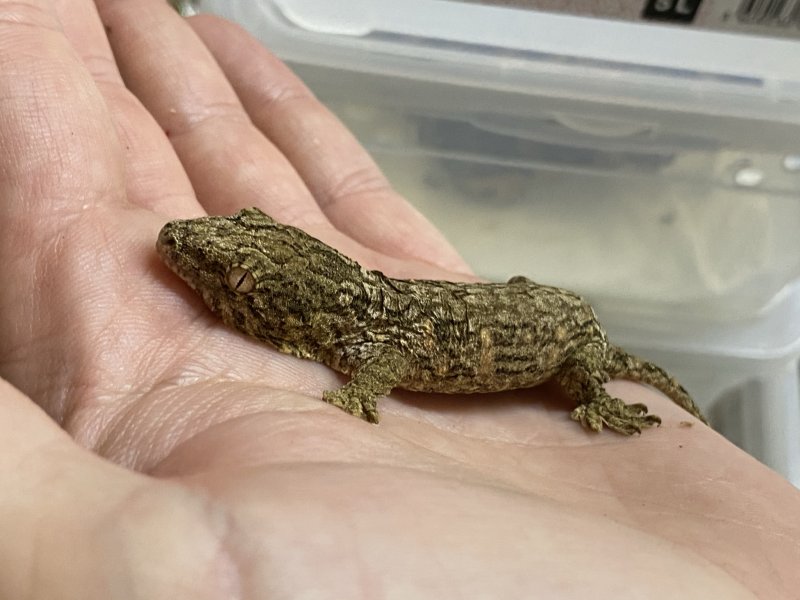 Schlangen kaufen und verkaufen Foto: Available.Lizards-1.2 iguana iguana albino -2.2 Mniarogecko Schlangen kaufen und verkaufen Foto: Available.Lizards-1.2 iguana iguana albino -2.2 Mniarogecko