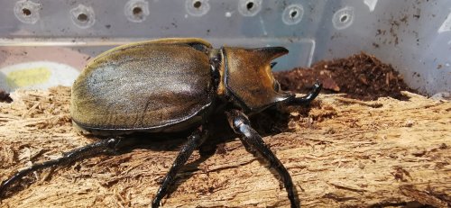 Insekten kaufen und verkaufen Foto: Biete zwei frisch adulte und bereits aktive Insekten kaufen und verkaufen Foto: Biete zwei frisch adulte und bereits aktive