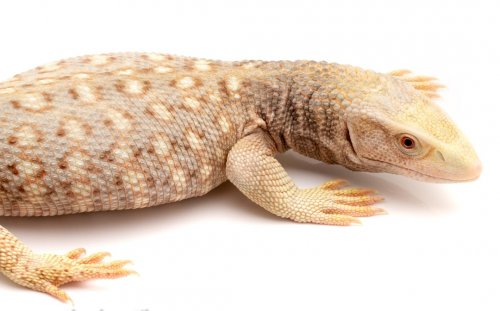 Lizards kaufen und verkaufen Photo: Im looking for HYPO varanus exanthematicusSuche HYPO