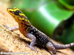 Echsen kaufen und verkaufen Foto: breeding couple Gonatodes caudiscutatus wanted Echsen kaufen und verkaufen Foto: breeding couple Gonatodes caudiscutatus wanted