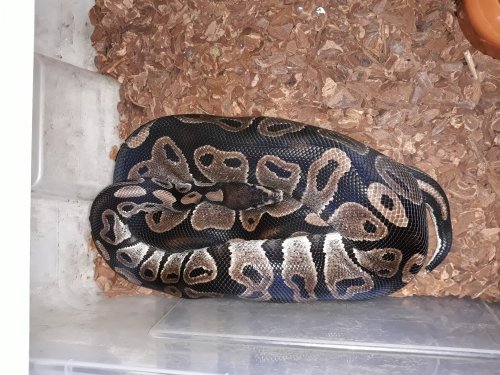 Schlangen kaufen und verkaufen Foto: Python Regius1.0 VPI Axanthic 100% het. Albino Schlangen kaufen und verkaufen Foto: Python Regius1.0 VPI Axanthic 100% het. Albino