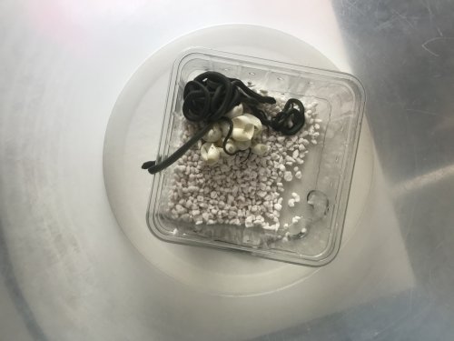 Schlangen kaufen und verkaufen Foto: ** Raue Grasnatter / Opheodrys aestivus (EigeneNZ Schlangen kaufen und verkaufen Foto: ** Raue Grasnatter / Opheodrys aestivus (EigeneNZ