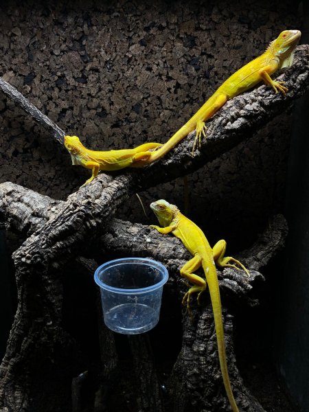 Echsen kaufen und verkaufen Foto: Lizards-1.2 iguana iguana albino -1.1 Mniarogecko Echsen kaufen und verkaufen Foto: Lizards-1.2 iguana iguana albino -1.1 Mniarogecko