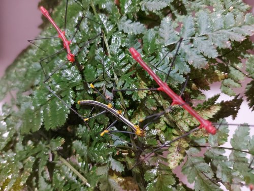 Insekten kaufen und verkaufen Foto: Peruanische Farnschrecke Oreophoetes peruanas abzugeben verschiedene Größen Insekten kaufen und verkaufen Foto: Peruanische Farnschrecke Oreophoetes peruanas abzugeben verschiedene Größen