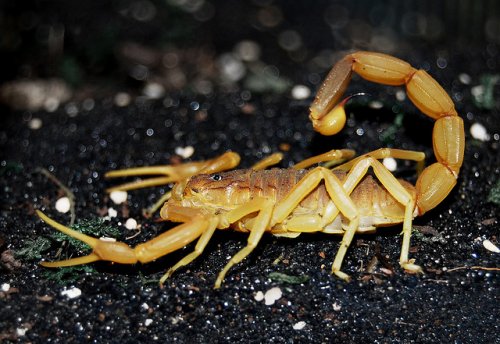 Skorpione kaufen und verkaufen Foto: SUCHE getrockneten (präpariert) Skorpion für Fotoshooting. Lebende