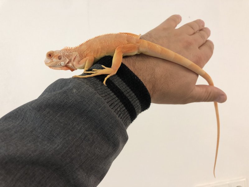 Echsen  kaufen und verkaufen Foto: Iguana iguana- Albino, Red albino