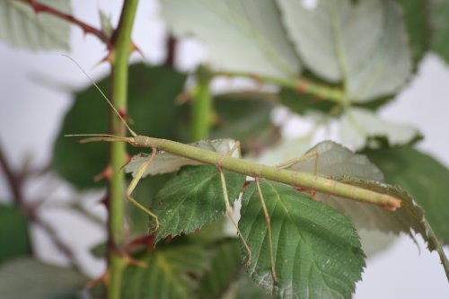 Insekten kaufen und verkaufen Foto: Indische Stabschrecken - Carausius morosus L1 Insekten kaufen und verkaufen Foto: Indische Stabschrecken - Carausius morosus L1